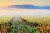 Misty Farm Lane At Sunrise_26794